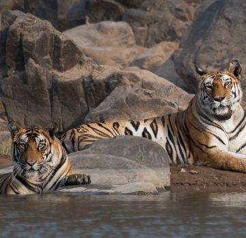 Wildlife Tour 