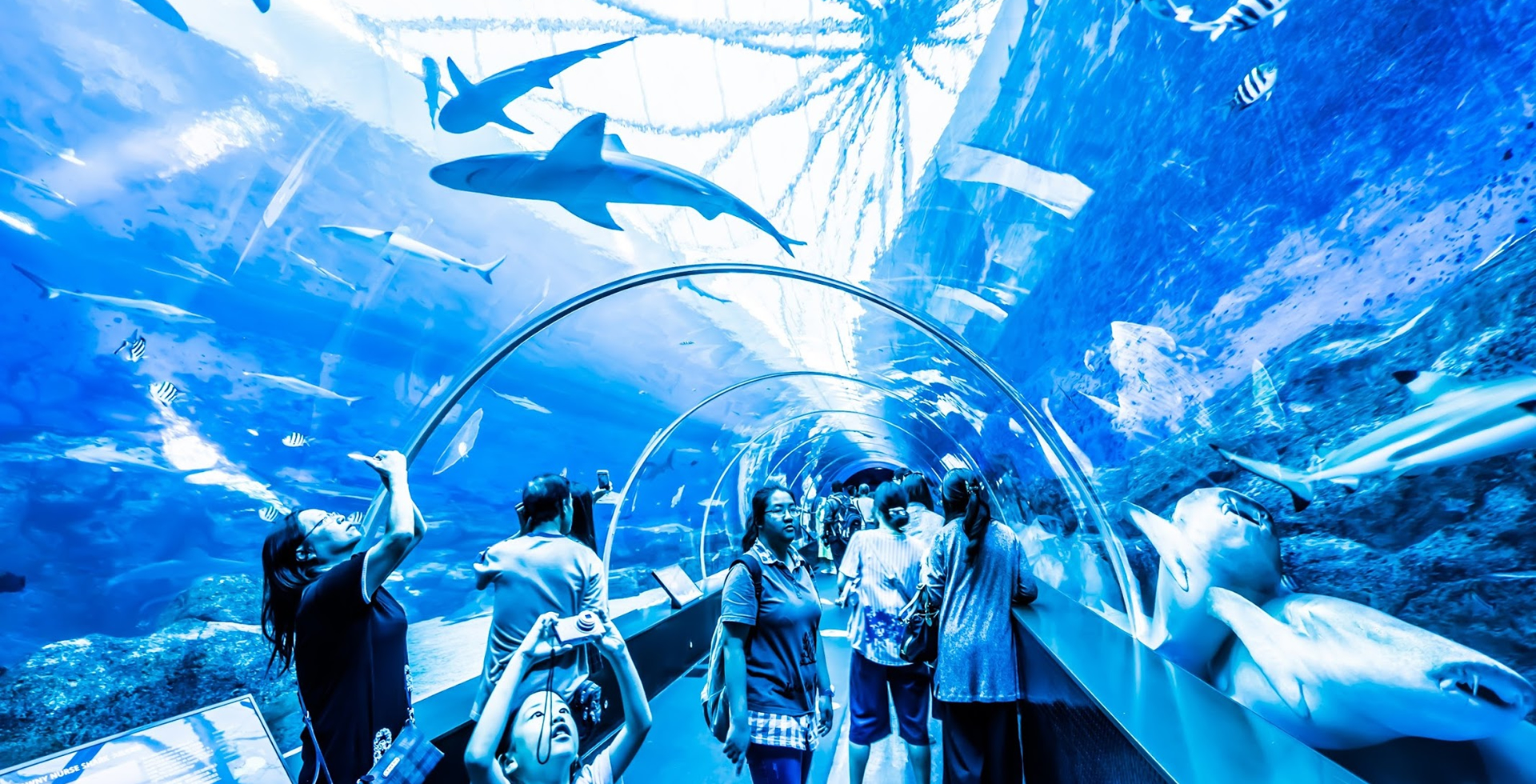 sea-aquarium.jpg