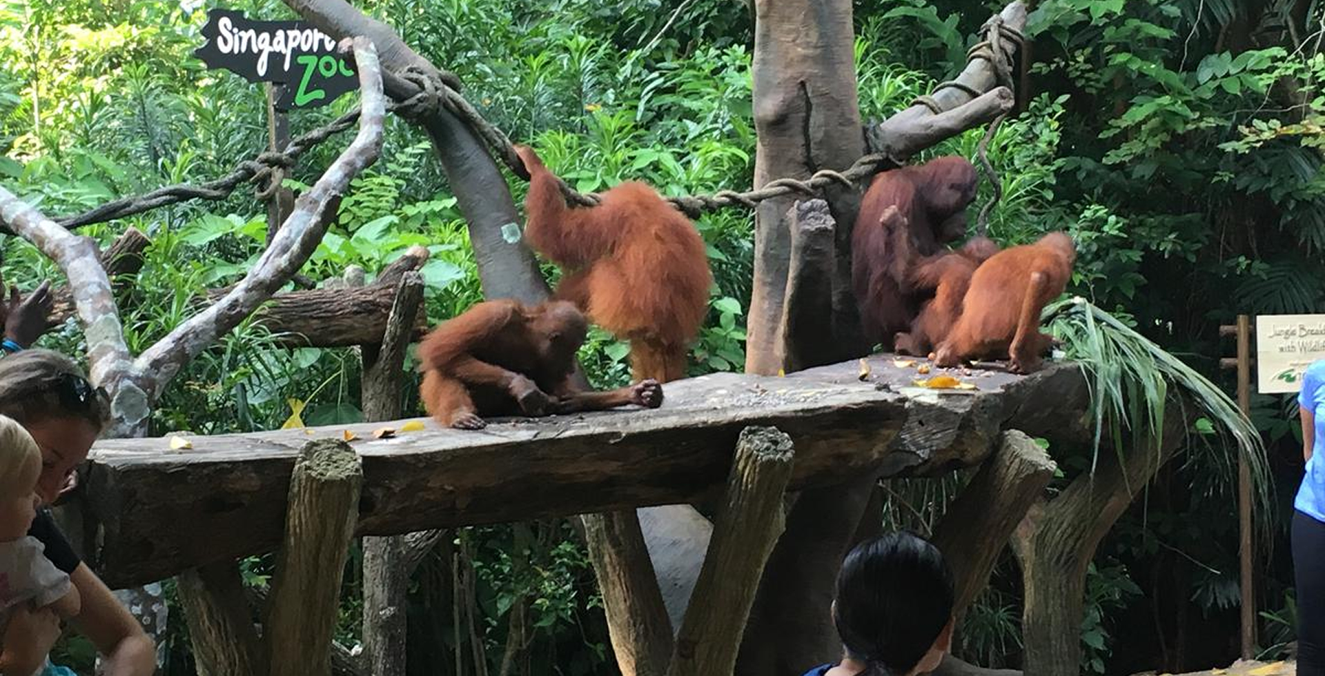 zoo-organutans.jpg