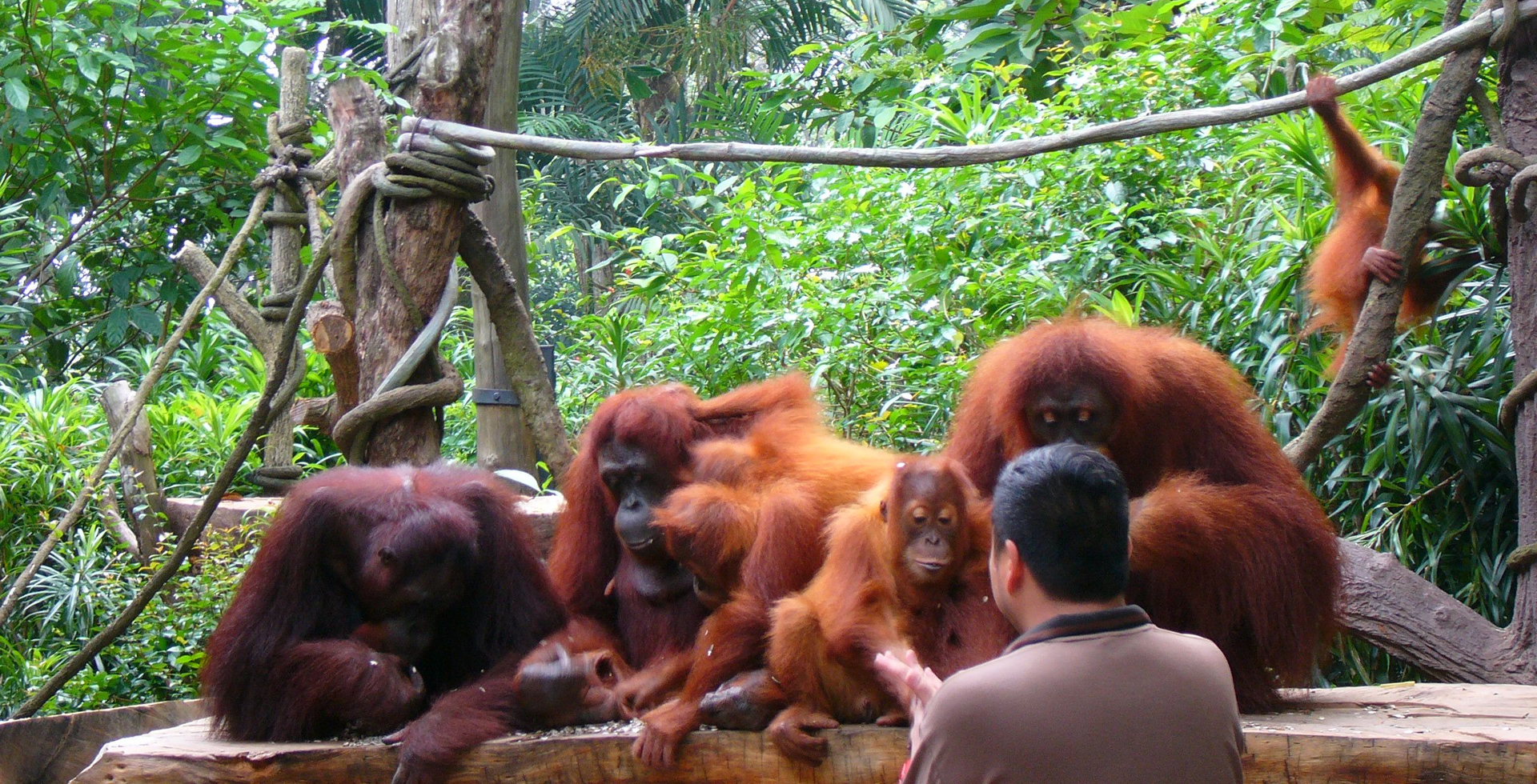 zoo-organutans1.jpg